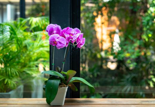 Uz ovaj trik orhideje će vam cvjetati kao lude