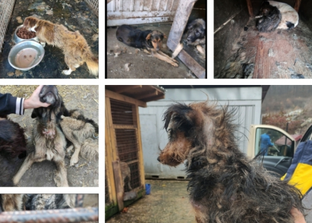 Prijedorski azil za pse: Užasni prizori (Foto)