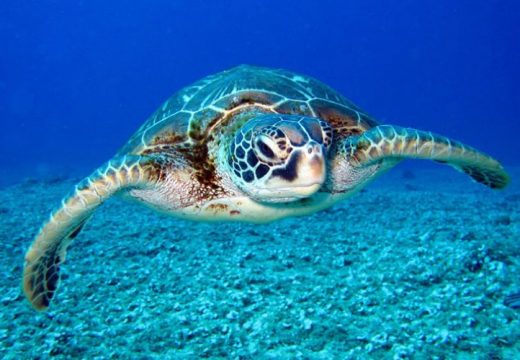 Istraživanje je pokazalo da kornjače selice nemaju pojma kuda idu