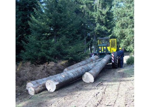 Savjet ministara zabranio izvoz ogrevnog drveta iz BiH