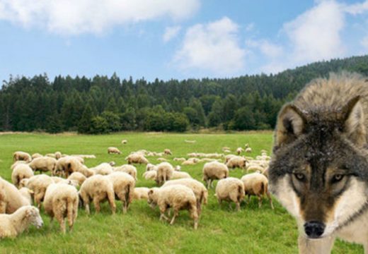 Vukovi zaklali 40 ovaca i jagnjadi