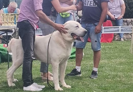 U jednom danu održana državna i međunarodna izložba pasa u Bijeljini (Foto)