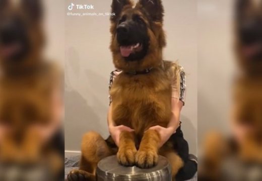 Pas koji svira na loncu postao viralan