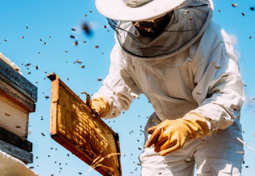 Pčelari zadovoljno trljaju ruke: Prinos bagremovog meda do 15 kg po košnici