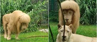 Lav iz zoološkog u Kini hit je zbog neobične frizure, čuvari negiraju da su ga šišali