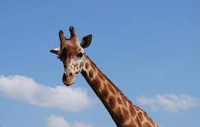 Ponovo se razbuktala naučna debata zašto žirafe imaju dug vrat
