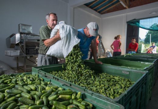 Izvoznici kornišona i šljive gube kupce i zaradu