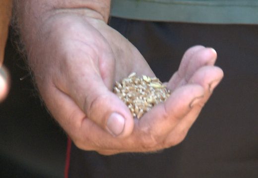Bijeljina: Protest upozorenja zbog niske otkupne cijene pšenice