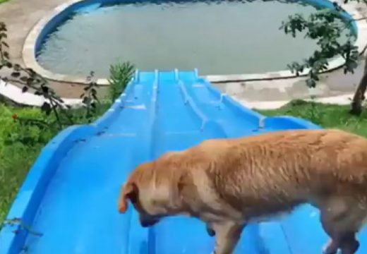 Ovaj pas zna kako se zabaviti, toboganom se spuštao u bazen