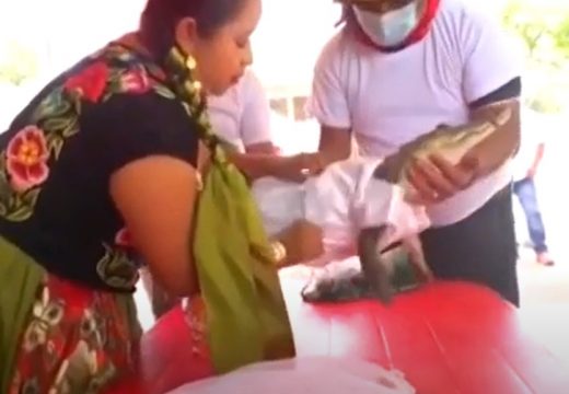 Gradonačelnik meksičkog grada oženio aligatora – ponosna kuma pozvala trubače, slavlje trajalo do jutra