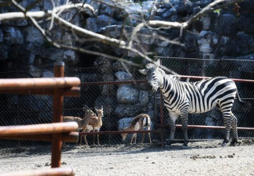 Beogradski zoološki vrt slavi rođendan, za djecu do 15 godina besplatan ulaz