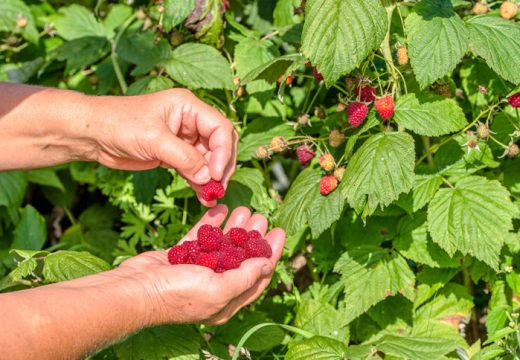 Maline u hladnjačama po nepoznatoj cijeni