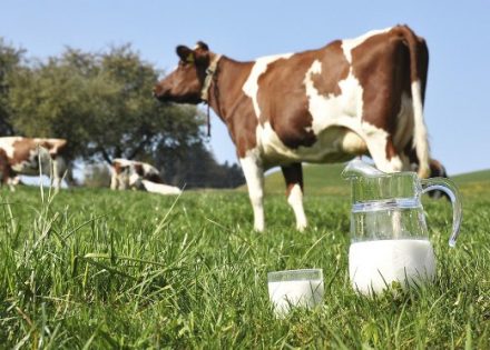Isplaćeno 2.5 miliona KM premije za mlijeko