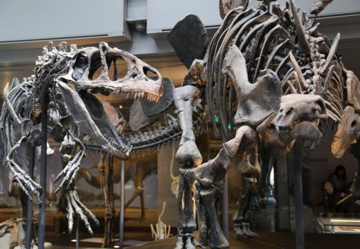 Rijedak skelet dinosaurusa prodat na aukciji za nevjerovatnih 6 miliona dolara
