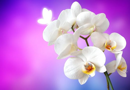 Tri sigurna znaka da je vrijeme da presadite orhideju