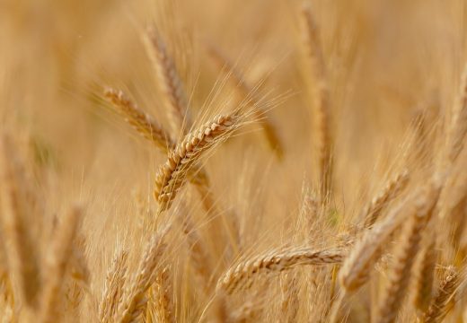 Prinos pšenice pet tona po hektaru