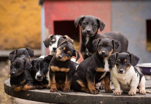 Nova studija otkrila da su sigurnija naselja gdje ima više pasa