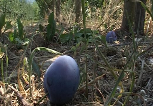 Nema radnika za branje voća: Maksimalna dnevnica 100 KM, obezbijeđena dva obroka, prevoz pa i smještaj