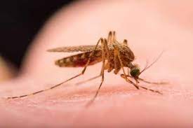 Obavještenje o zaprašivanju komaraca na području Grada Bijeljina