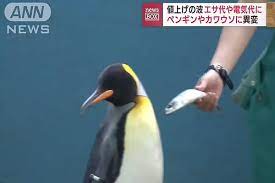 Pingvin okrenuo glavu nakon što su ga pokušali nahraniti jeftinijom vrstom ribe
