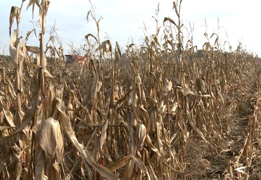 Suša obrala ovogodišnji rod kukuruza