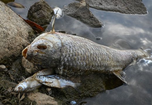 Ekološka katastrofa: Izvukli 100 tona uginule ribe