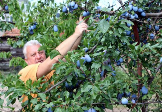 Od šljive će profitirati samo destilerije