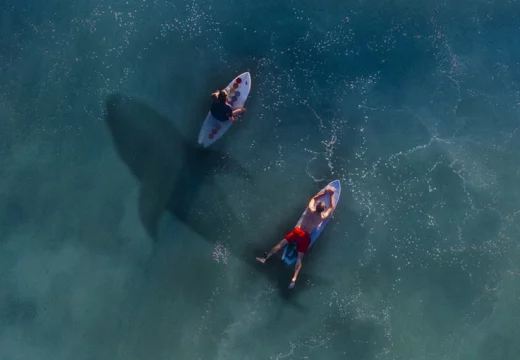 Dron snimio ajkulu kako pliva među nesvjesnim kupačima (VIDEO)