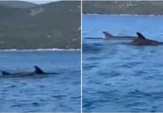 Jato delfina iznenadilo posjetitelje Neuma