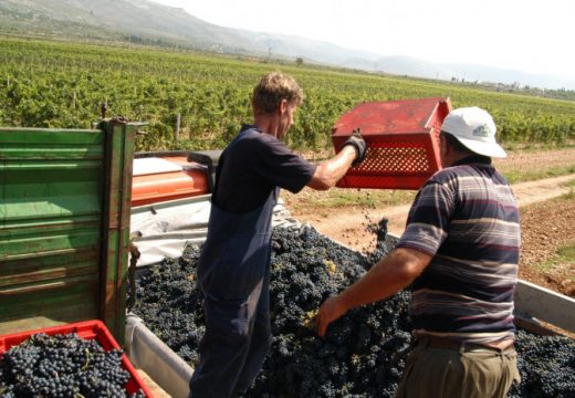 Vinari i vinogradari pripremaju se za veliki posao: Suša donijela raniju berbu, ali i dobar kvalitet grožđa