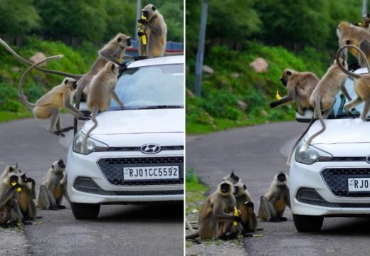 Nesvakidašnji prizor: Majmuni okružili automobil u potrazi za hranom