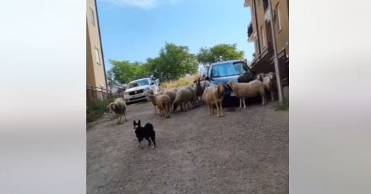 Kao na pravom pašnjaku: Stado ovaca pase između zgrada, imaju i psa čuvara (VIDEO, FOTO)
