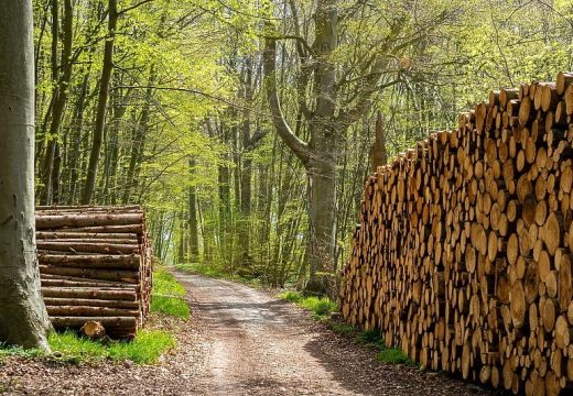 Smanjena proizvodnja i prodaja šumskih sortimenata