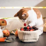 Smiju li mačke jesti voće?