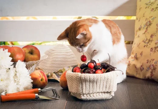 Smiju li mačke jesti voće?