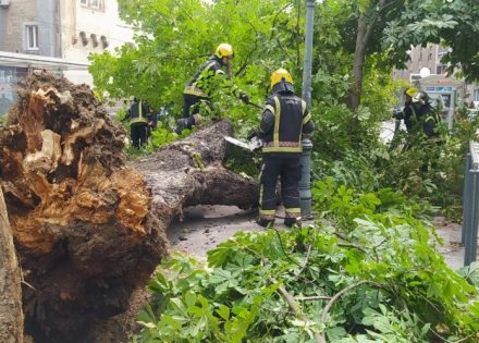 Drvo palo na ženu u Zagrebu (Foto)