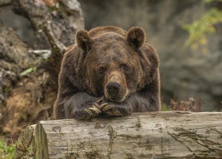 Medvjedi okupirali grmečke šume (Video)