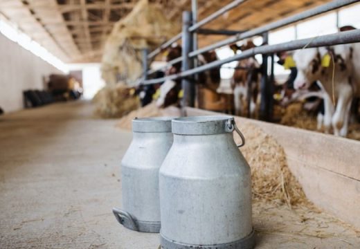 Suša i poskupljenja gase proizvodnju mlijeka