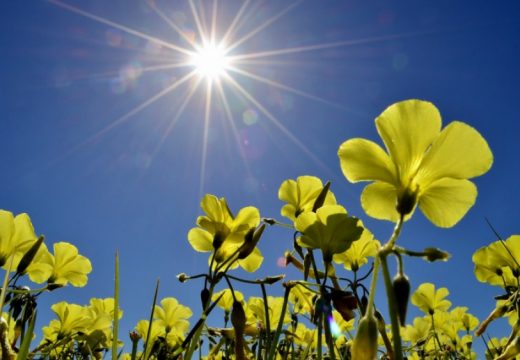 Danas temperatura i do 39 stepeni, popodne lokalno moguća kiša