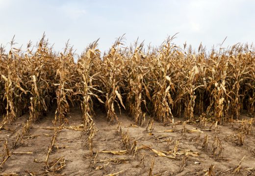Dolaze periodi duge suše, poljoprivredu čeka borba za vodu