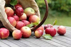Jedemo poljske jabuke, a domaće ostaju neprodate i trunu