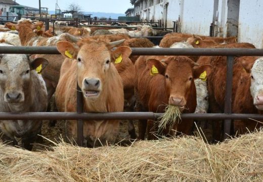 Farmere pritislo sa svih strana: Tvrde da neće imati kukuruza da prehrane stoku