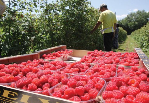 Za kilogram maline 8,5 KM