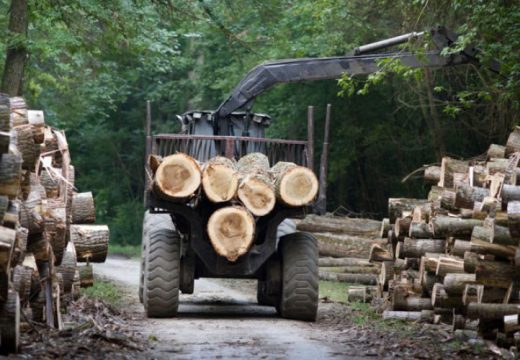 Savjet ministara donio novu odluku o zabrani izvoza određenih drvnih sortimenata