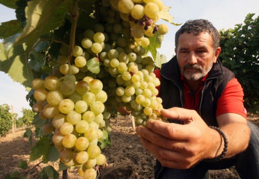 Berba grožđa širom Srpske u punom jeku