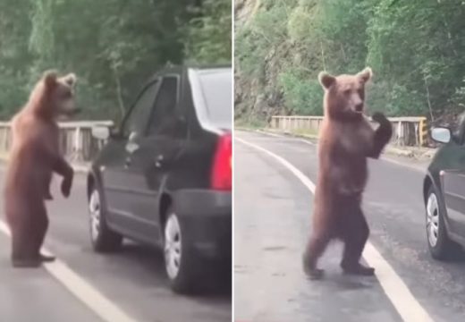 Medvjed zaustavio saobraćaj: Znatiželjno prišao automobilu, a onda je uslijedila reakcija koja je hit na društvenim mrežama (VIDEO)