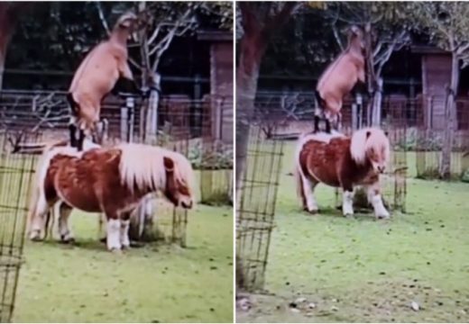 Koza nije mogla do lišća pa skočila na ponija