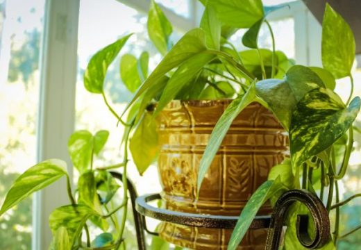 Kako odrediti nivo sunčeve svjetlosti za sobne biljke?