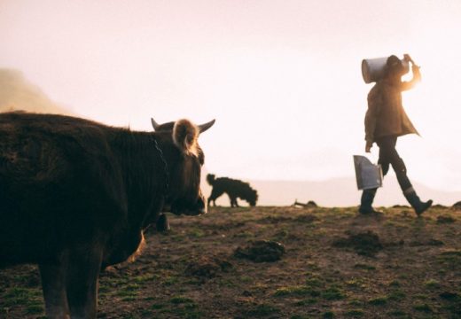 Manjak mlijeka zbog decenijskog smanjenja broja krava