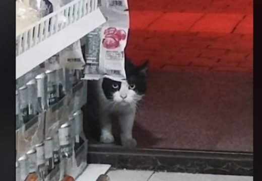 Mačak profesionalni lopov :Životinja se nečujno ušunjala u trgovinu i ukrala ovo (VIDEO)